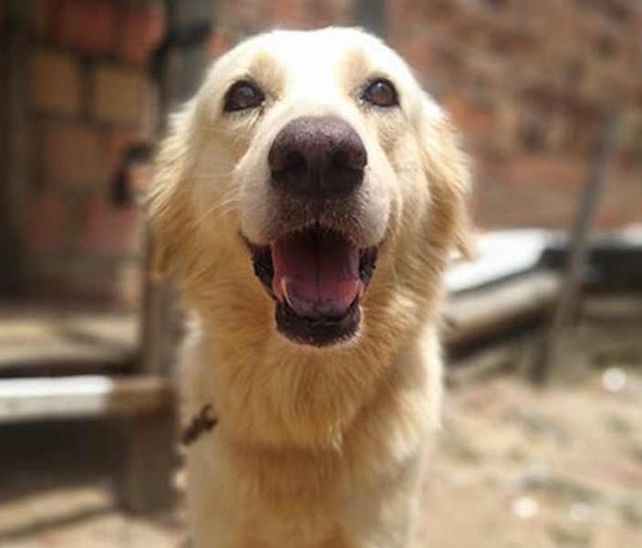 Jovem diz que cachorro de estimação foi morto em ação policial e denuncia caso em rede social, em Manaus 