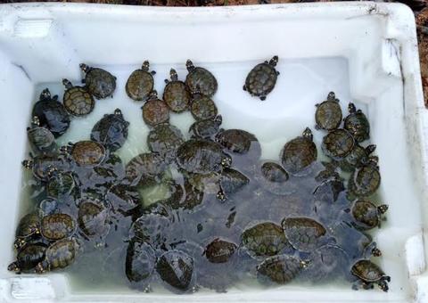 Monitores ambientais realizam soltura de quase 400 quelônios no Amazonas