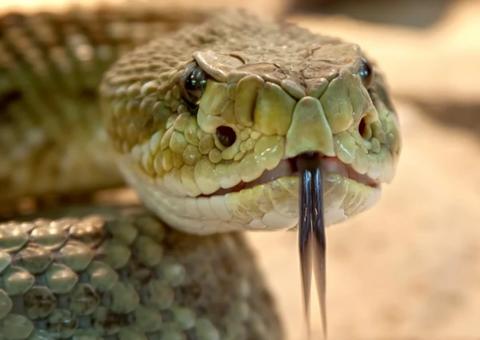 Homem é acusado de matar esposa com cobra enquanto ela dormia