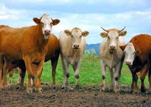 Pandemia faz Adaf prorrogar cadastro animal no Amazonas