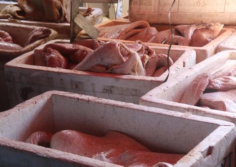 Trio é detido e mais de 3 toneladas de pescado ilegal são apreendidos em Manaus 