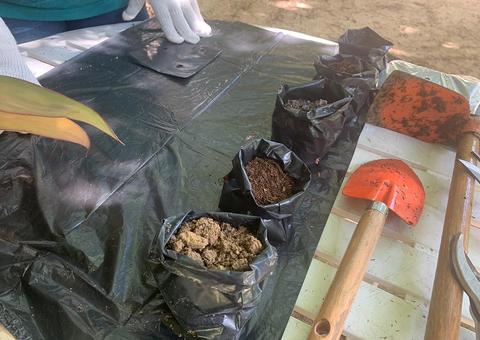 Minicursos e oficinas de arborização serão oferecidos on-line em Manaus  