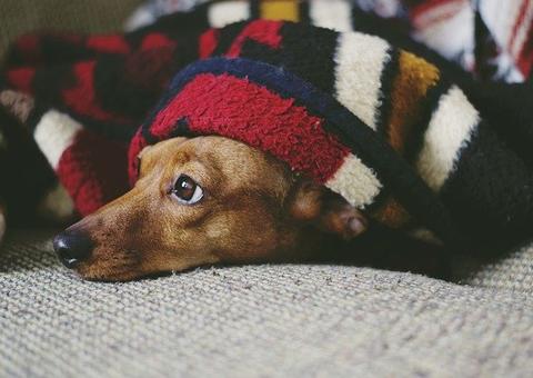 Cães que dormem com os donos são obedientes, aponta estudo