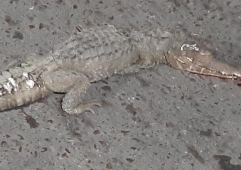 Jacaré foge de resgate e morre atropelado em Manaus