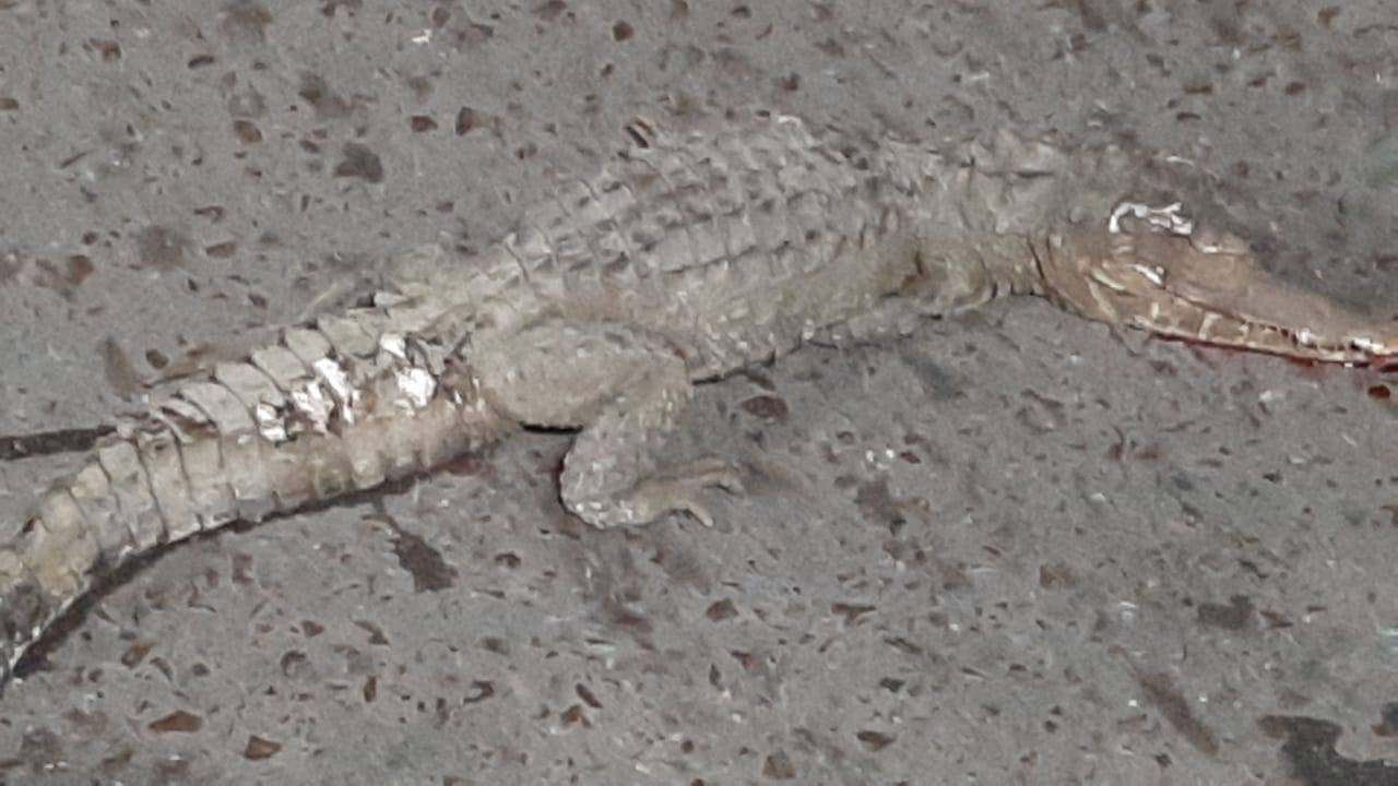 Jacaré foge de resgate e morre atropelado em Manaus