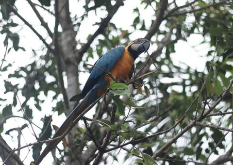 FAS realiza atividades virtuais na Semana do Meio Ambiente; Veja programação