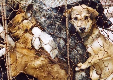 China retira cachorro de lista de animais criados para consumo, e protetores comemoram