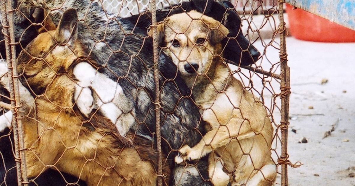 China retira cachorro de lista de animais criados para consumo, e protetores comemoram