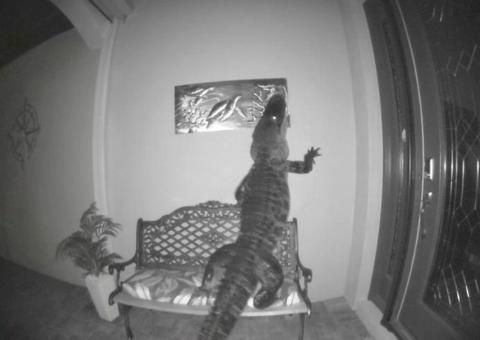 Jacaré gigante fica em pé na porta de casa e aterroriza moradores; veja vídeo