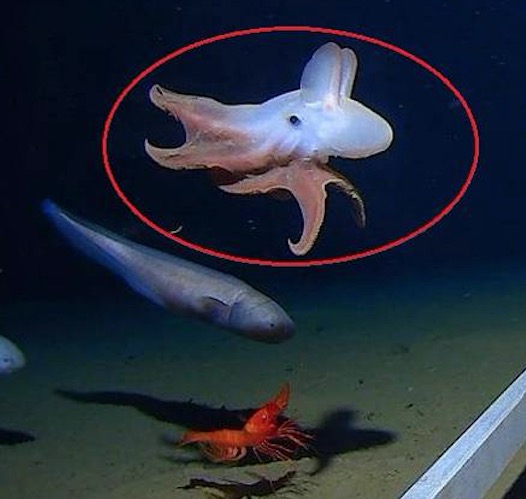 Polvo ‘Dumbo’: Animal inusitado é filmado a sete mil metros de profundidade no Oceano Índico 
