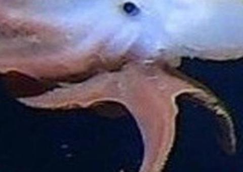 Polvo ‘Dumbo’: Animal inusitado é filmado a sete mil metros de profundidade no Oceano Índico 