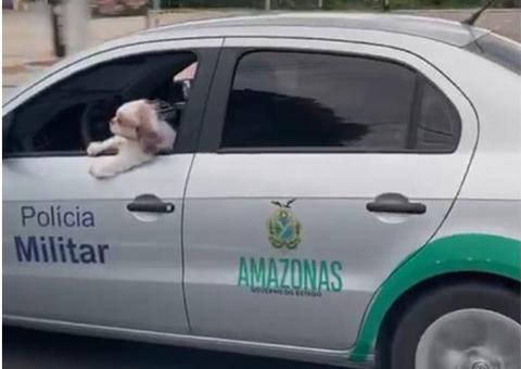 Vídeo: Cachorro é flagrado passeando em viatura da PM em Manaus