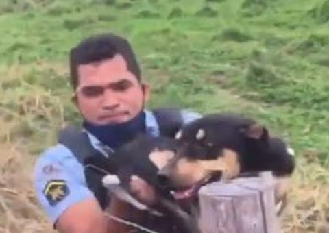 Cadela é resgatada por policiais após ser amarrada e arrastada por uma moto em avenida