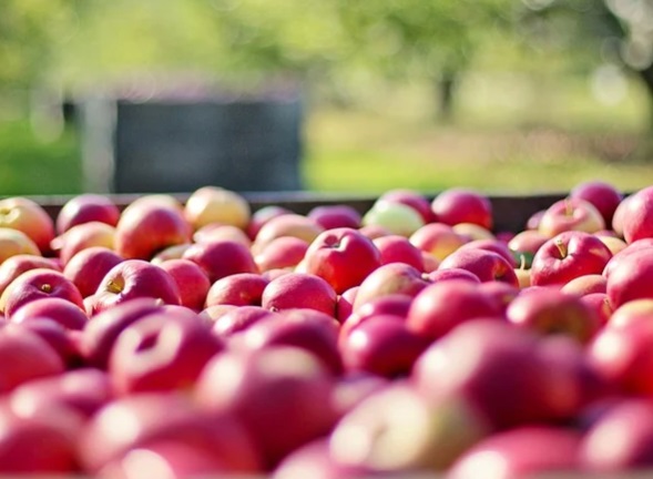 Veja alimentos que devem ser lavados, mesmo se for retirar a casca