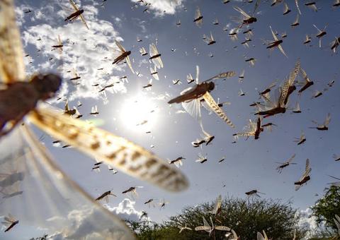 Gafanhotos gigantes destroem lavouras inteiras no maior ataque em 30 anos na Índia