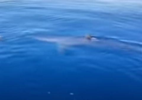 Vídeo impressionante mostra tubarão devorando tartaruga marinha 