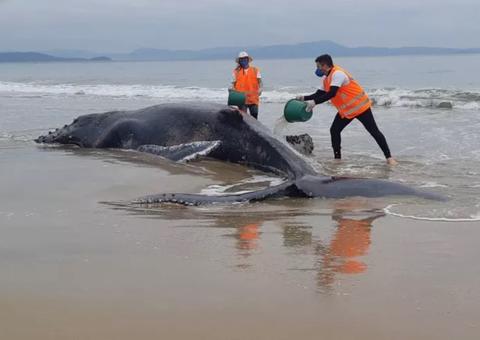 Baleia jubarte está encalhada em praia de Florianópolis