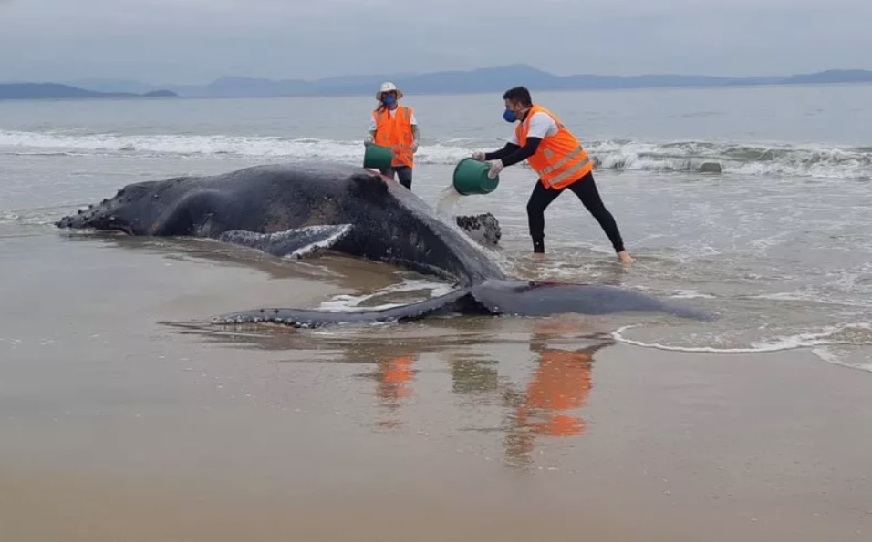Baleia jubarte está encalhada em praia de Florianópolis