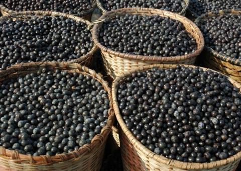 Açaí é o ingrediente principal da prova desta quinta no Mestre do Sabor