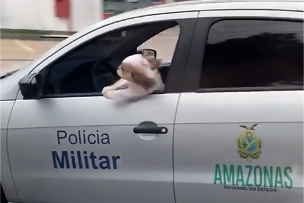 Militar flagrado usando viatura para passear com cachorro é exonerado do cargo