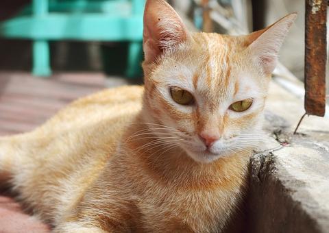 Live solidária ‘M7 pelo Bem’ arrecada doações para ONG de animais em Manaus 