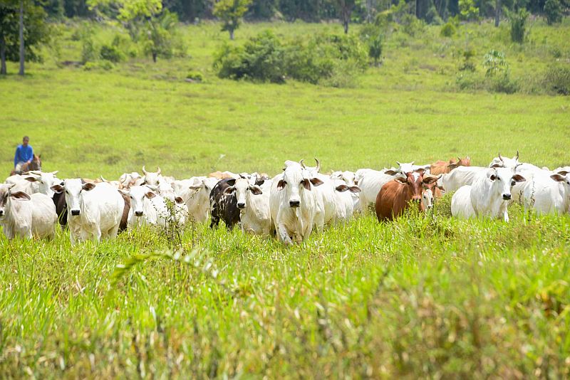 Treze municípios do Amazonas têm autorização para vender bois ao PR  e RS