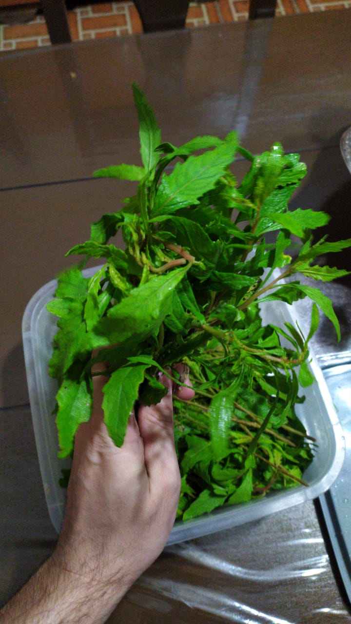 Estudo de pesquisadores da Ufam e UEA investiga potencial do mastruz contra Covid-19