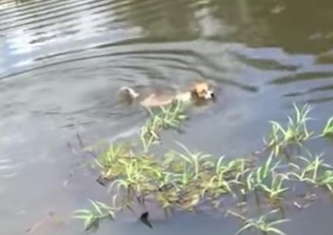 Vídeo chocante mostra jacaré devorando cachorro