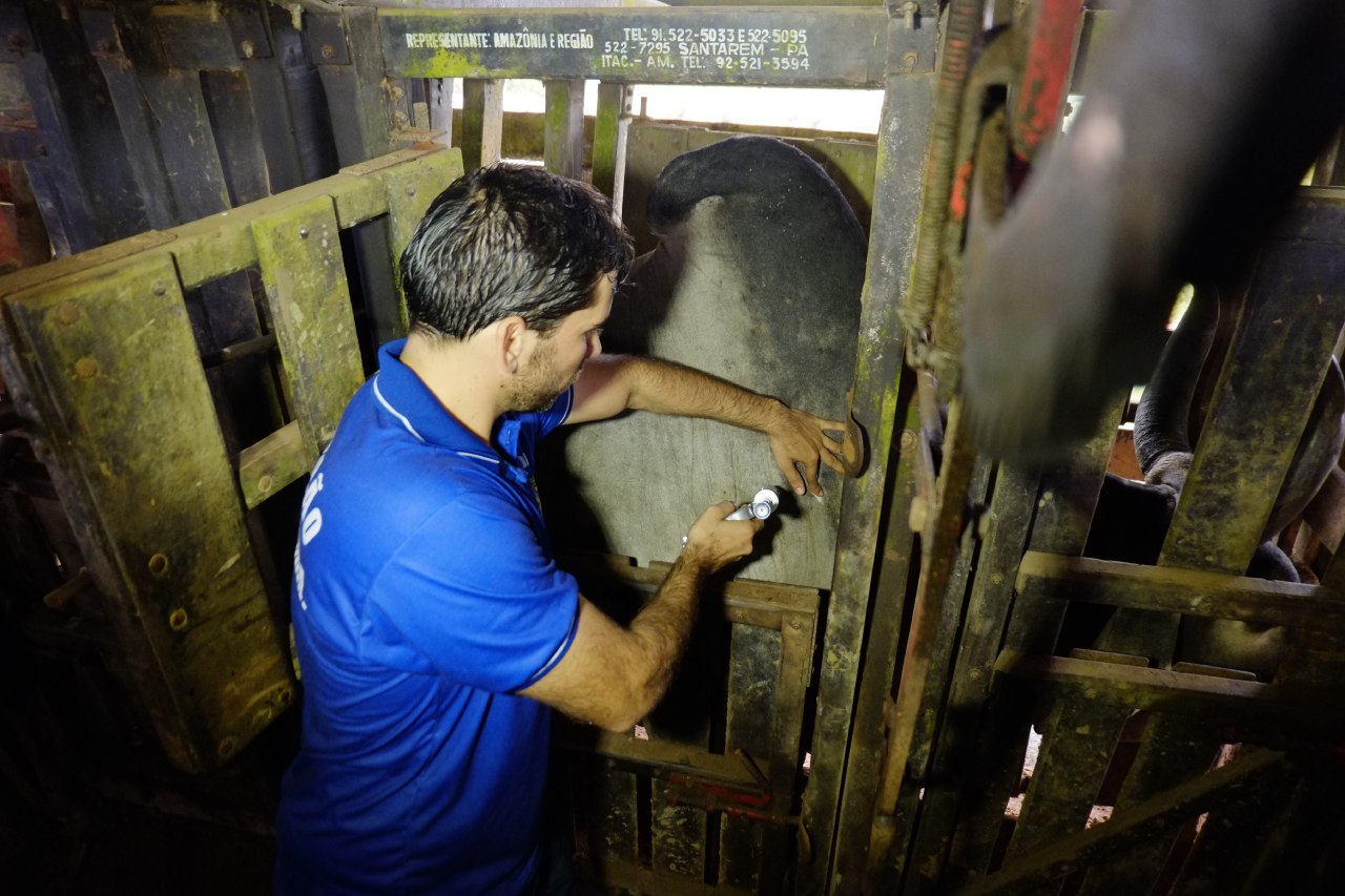 Adaf prorroga vacinação contra febre aftosa em oito municípios; Veja a nova data 