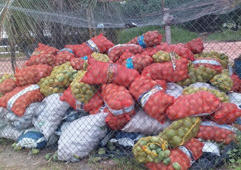 Sete toneladas de manga são apreendidas antes de entrarem no Amazonas