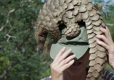 Animal que pode ter passado covid-19 para humanos passa a ter proteção máxima