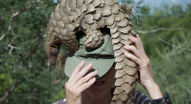 Animal que pode ter passado covid-19 para humanos passa a ter proteção máxima