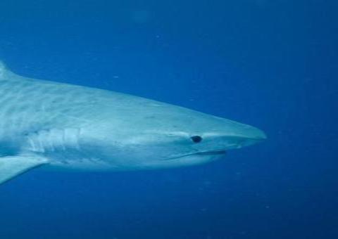 Surfista morre ao ter perna dilacerada por tubarão de três metros