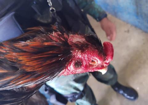 Feridos, mais de 30 animais são resgatados em rinha de galo em Manaus