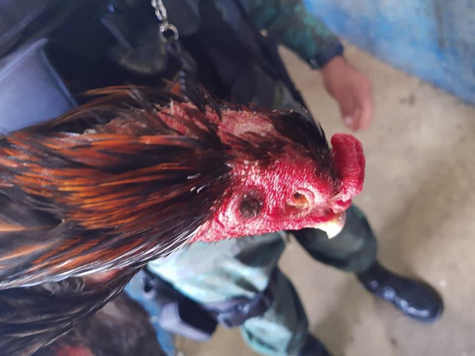 Feridos, mais de 30 animais são resgatados em rinha de galo em Manaus