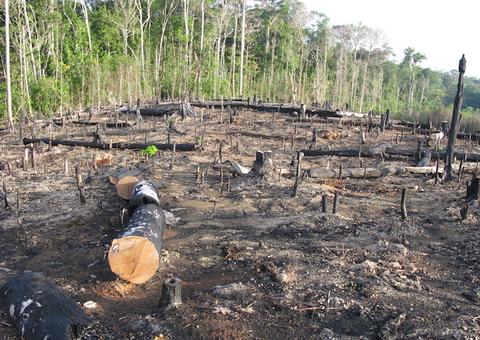 Esquema criminoso de exploração de madeira mantém bloqueio dos bens de madeireira