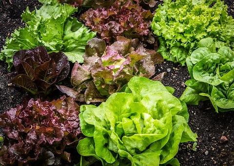 Alface contém propriedades calmantes; saiba mais