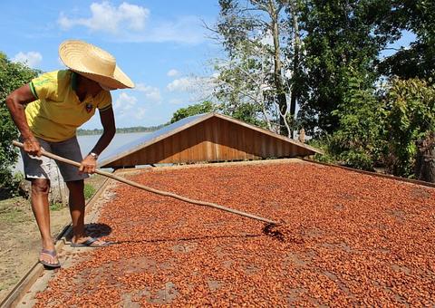 Produção próxima a 700 toneladas de cacau coloca Amazonas entre maiores do País