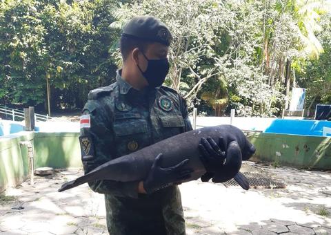 Filhote de peixe-boi é resgatado em Itacoatiara 