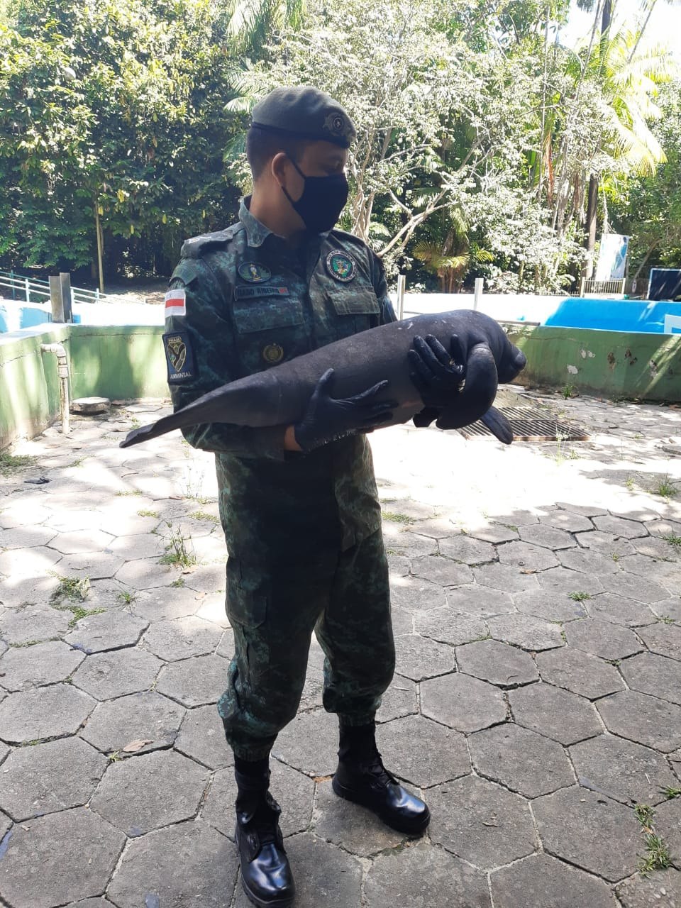 Filhote de peixe-boi é resgatado em Itacoatiara 