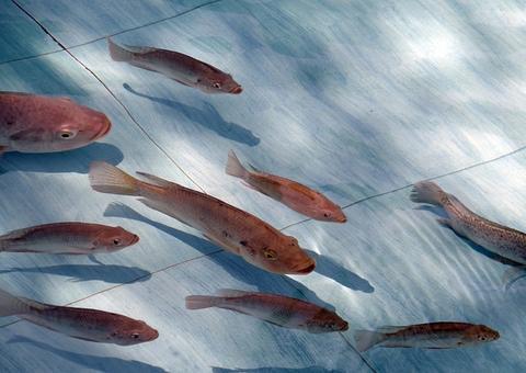 Homem vai parar no hospital com peixe entalado em partes íntimas