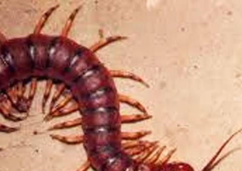 Acidentes por animais peçonhentos diminuíram 22,75% no Amazonas