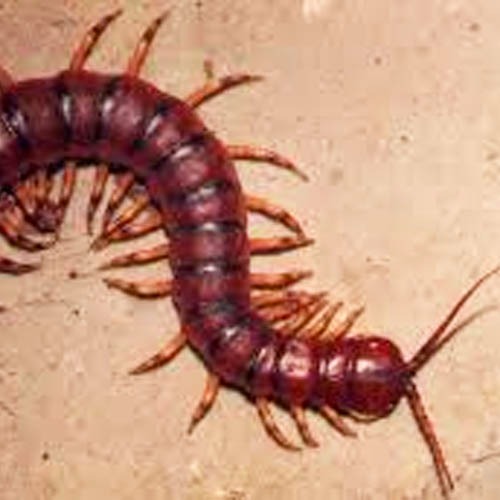 Acidentes por animais peçonhentos diminuíram 22,75% no Amazonas