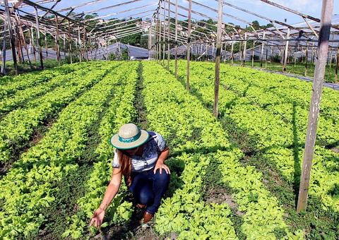 Produtores do interior do Amazonas recebem caminhão do FPS nesta quinta