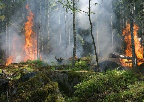 Desmatamento e fogo podem agravar pandemia na Amazônia