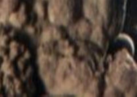 'Dragões-bebês' raros serão exibidos para o público 