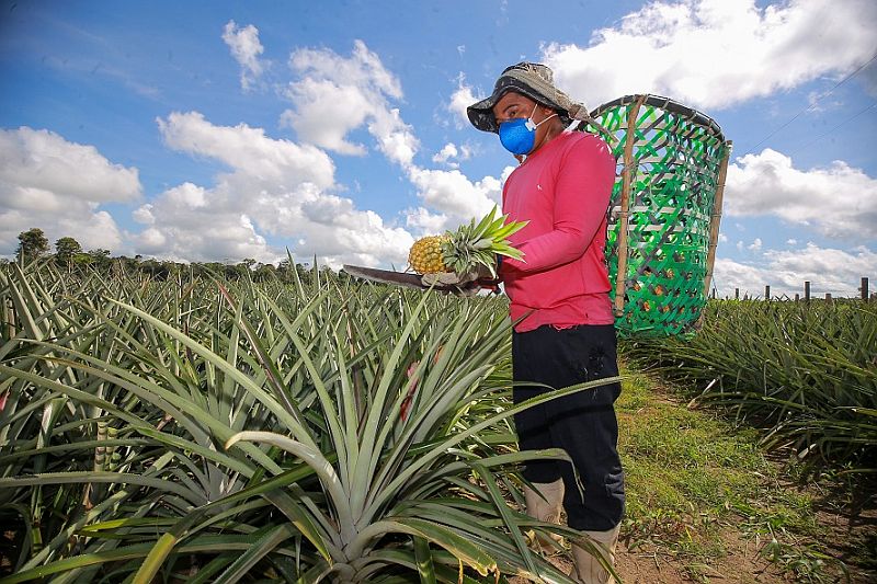 Abacaxi com selo de procedência beneficia 1,3 mil produtores no Amazonas