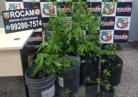 Homem é detido ao ser flagrado com plantação de maconha em Manaus 