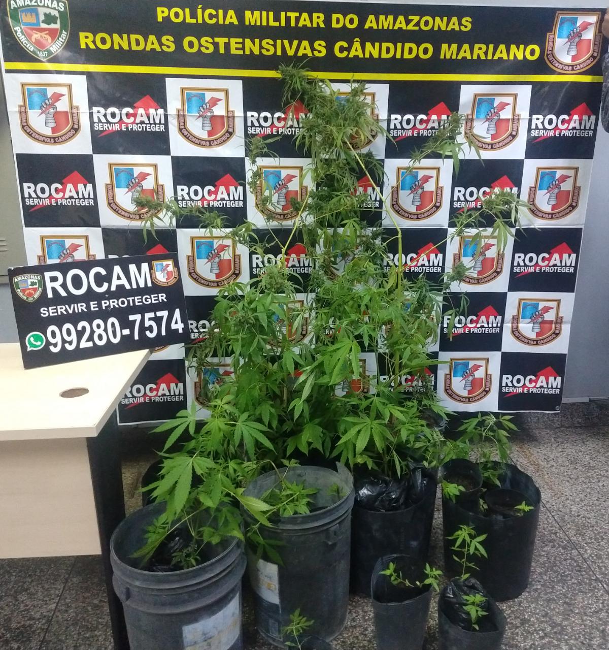 Homem é detido ao ser flagrado com plantação de maconha em Manaus 
