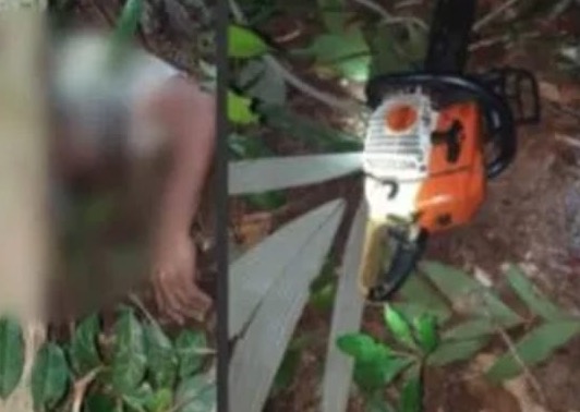 Idoso morre após árvore despencar sobre ele no Amazonas